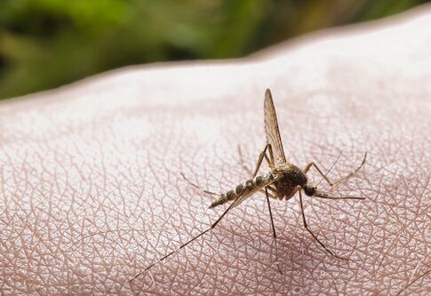 ухапване от комари като причина за заразяване с паразити