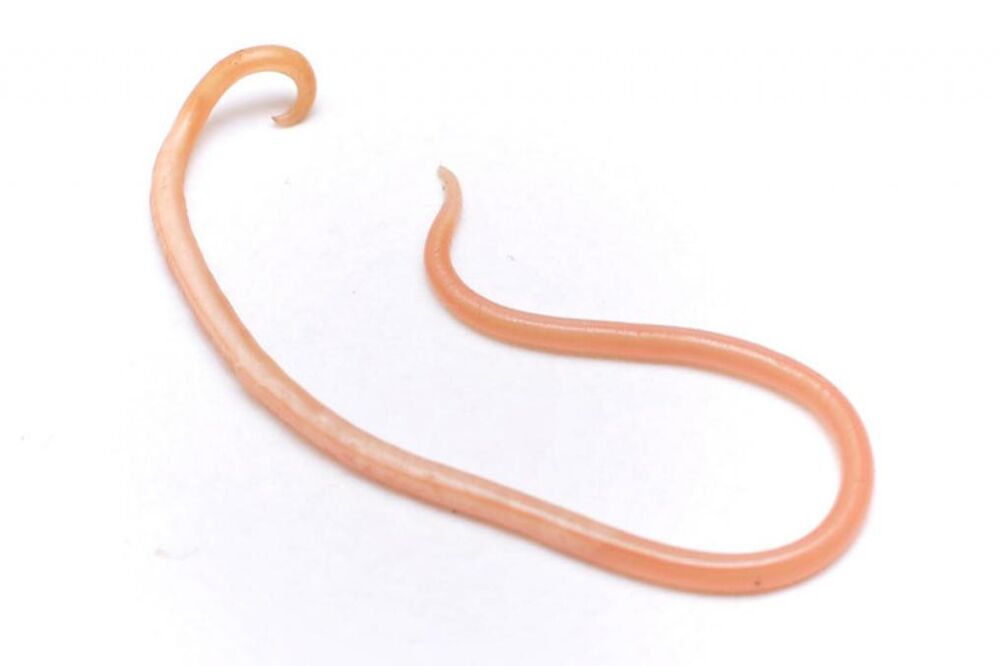 паразитен червей от човешкото тяло