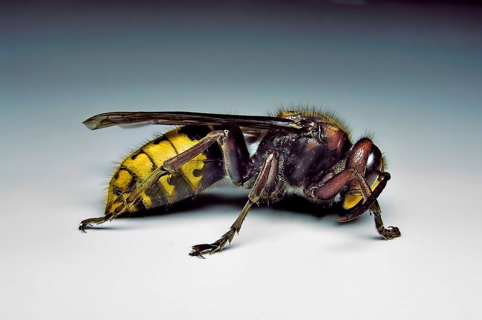насекомите могат да заразят хората с паразити
