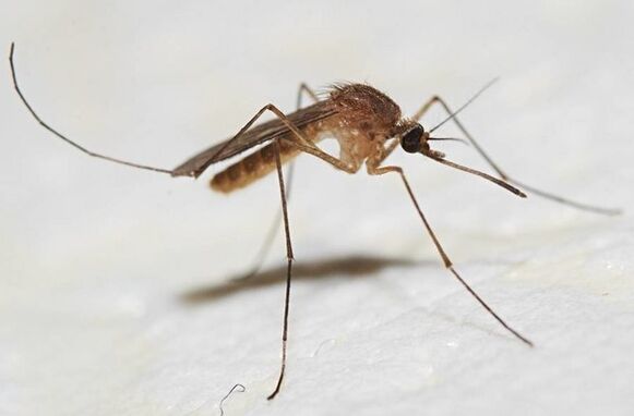 Комарите са основните носители на кожни паразити